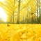 rainy day (yellow)