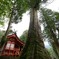 十根川神社の杉