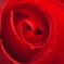 Rose -red-