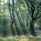 散歩道