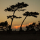 森戸海岸の夕暮れ時