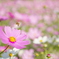 花とミツバチ