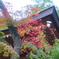 紅葉の始まり