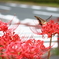 道路脇の彼岸花にアゲハチョウ