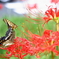 彼岸花の紅に引き寄せられて１