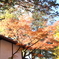 紅葉グラデーション