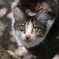 にゃんみ。