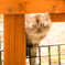 近所のブサ猫