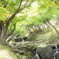 奈良公園「