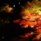 red leaves
