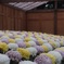 image菊の海