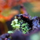紅葉に囲まれて