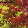 sai ~紅と萌黄~