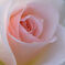 秋薔薇　名も判らぬ花２