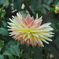 DSC_0273　鎌倉　長谷寺のダリヤ