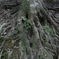 roots