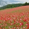 天空の花園