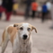 Stray Dog