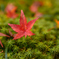 一枚の紅葉
