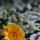 I love gerberas!