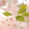 八重桜