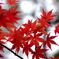 Autumn colors