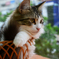 籠入り猫2