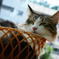 籠入り猫4