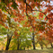 古室山古墳の紅葉<4>