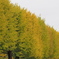 昭和記念公園の黄