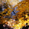 輝く紅葉