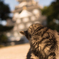 お城じゃなくて、こっち向いてよ。ねぇ。