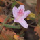 寒さにたえる花