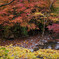 道志川の紅葉