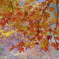 道志川の紅葉