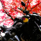 紅葉とバイク