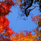 紅葉２０１３