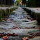 秋の通路