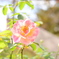 薔薇