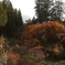 三峯神社内の紅葉樹