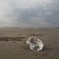 来年も夏を待つ砂浜