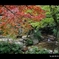 秋の宮島紅葉谷公園