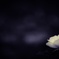 White Rose