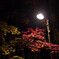 紅てらされて