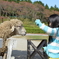 she play with a sheep