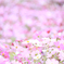 秋桜