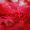 紅いファーのように