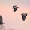 Sunset flight