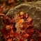 昇仙峡の紅葉３