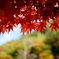 昇仙峡の紅葉４